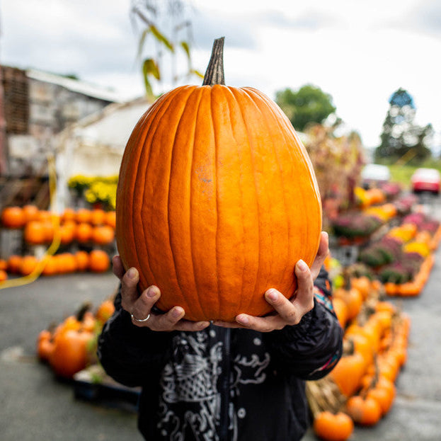 Creative Ways to Use Custom Magnetic Signs for Fall Events